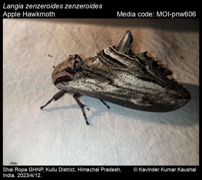 Langia zenzeroides Moore, 1872 - Apple Hawkmoth | Moths